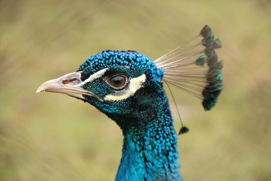bird, blue, poultry, peacock, one animal, animal themes, animal wildlife HD wallpaper