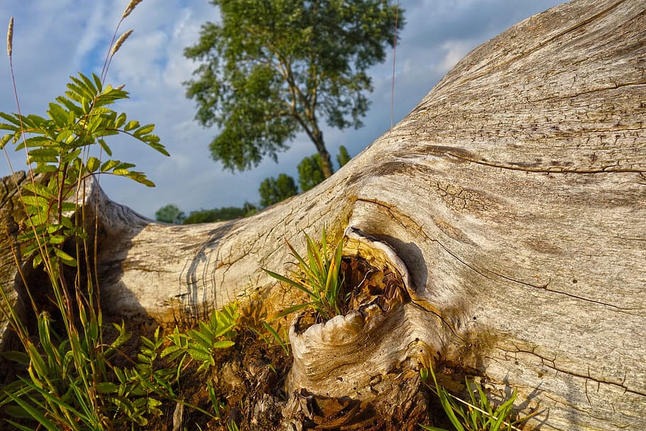 tree, trunk, wood, log, bark, texture, pattern, outdoor, organic HD wallpaper