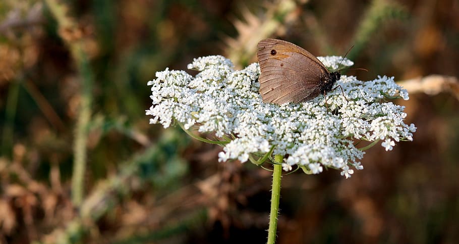 butterfly, flower, brown, insecta, nature, butterfly - Insect HD wallpaper