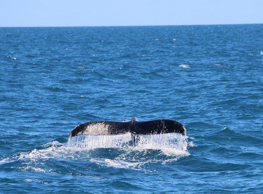 Whale, Animals, Tail, Ocean, mar, sea, nature, humpback Whale HD wallpaper