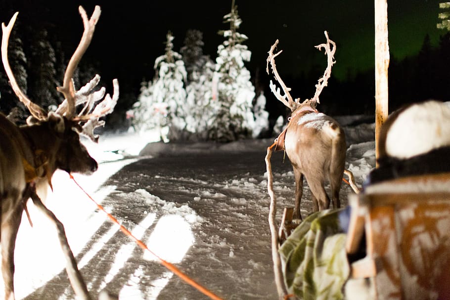 two brown deer standing on snow covered raod, brown moose standing near sleigh, HD wallpaper