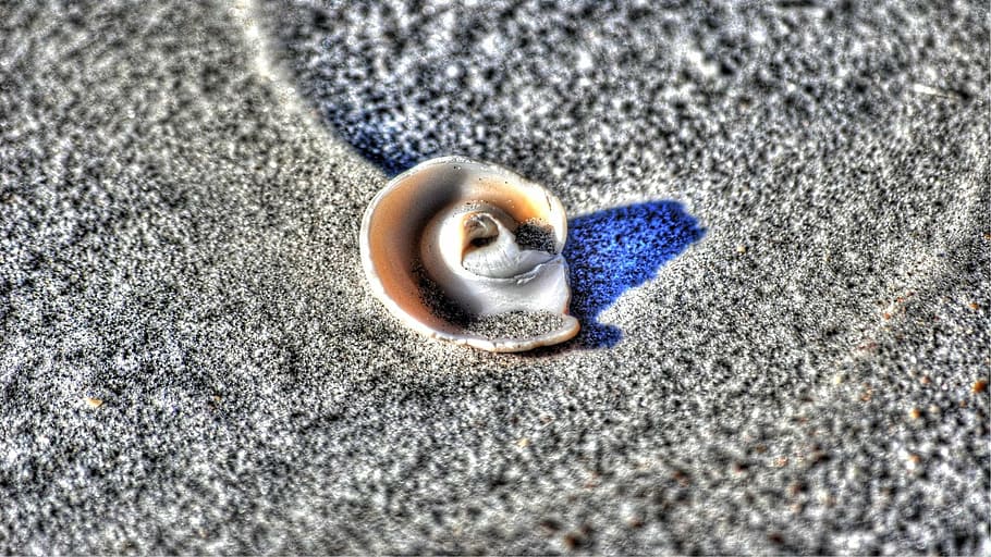 shell, sand, beach, close-up, land, selective focus, no people HD wallpaper