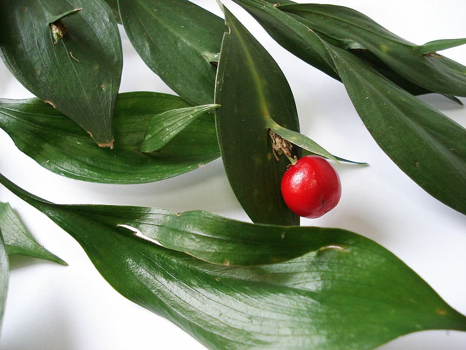 ruscus, rabbit nozzle, atdili, river cherry, yalova coral, bridal earrings HD wallpaper
