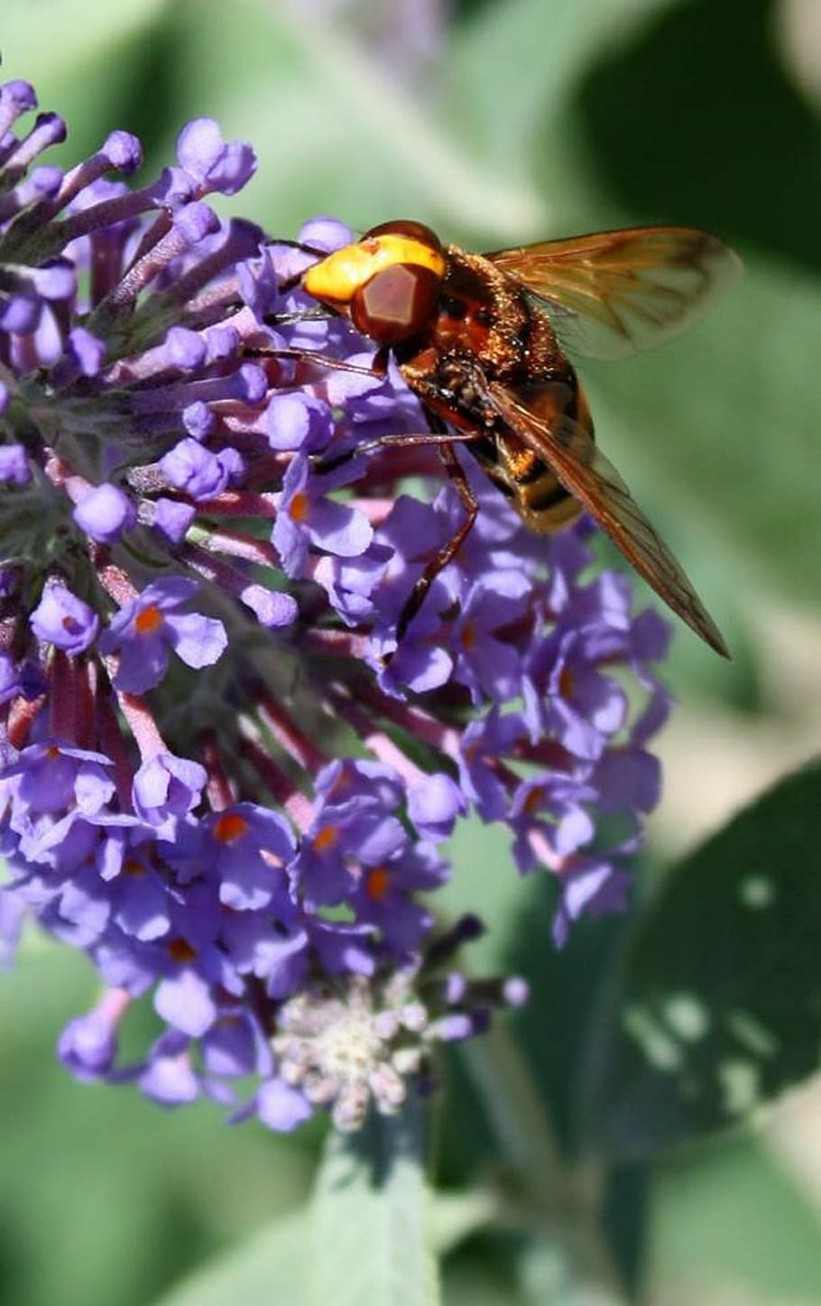 bee, flower, honeybee, pollen, pollinate, flowering plant, insect HD wallpaper