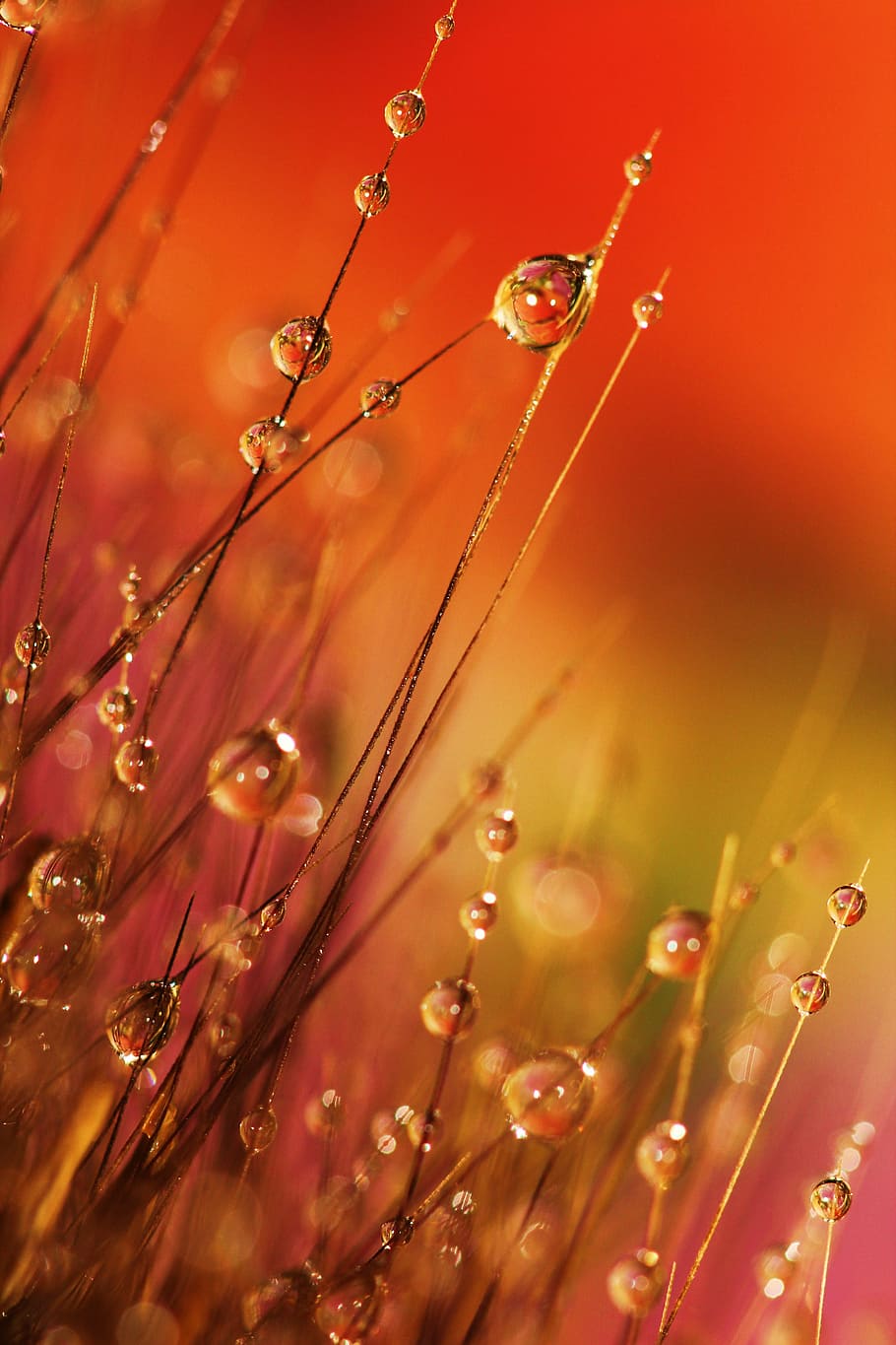 micro photography of water dues, dewdrops, grass, morning, reflection, HD wallpaper