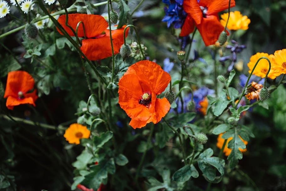 Blooming poppies, nature, flower, plant, yellow, summer, outdoors HD wallpaper