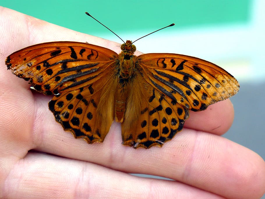 butterfly, hand, insect, wings, invertebrate, animal wing, butterfly - insect HD wallpaper