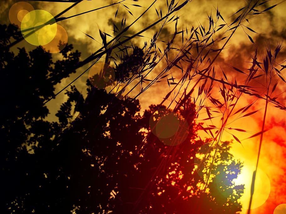 Sunset, Bush, Grasses, Sky, evening sky, romance, abendstimmung HD wallpaper