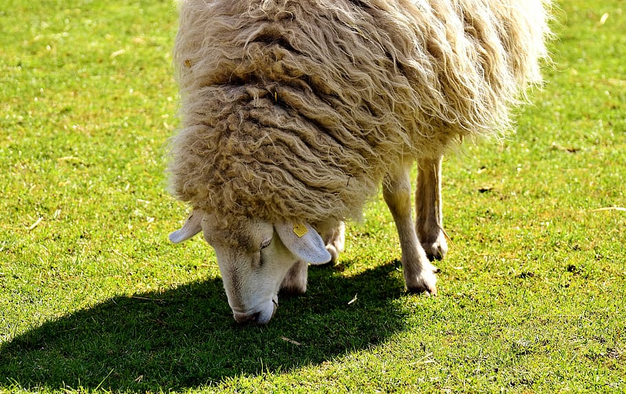sheep, animal, animals, wool, meadow, nature, pasture, fur HD wallpaper