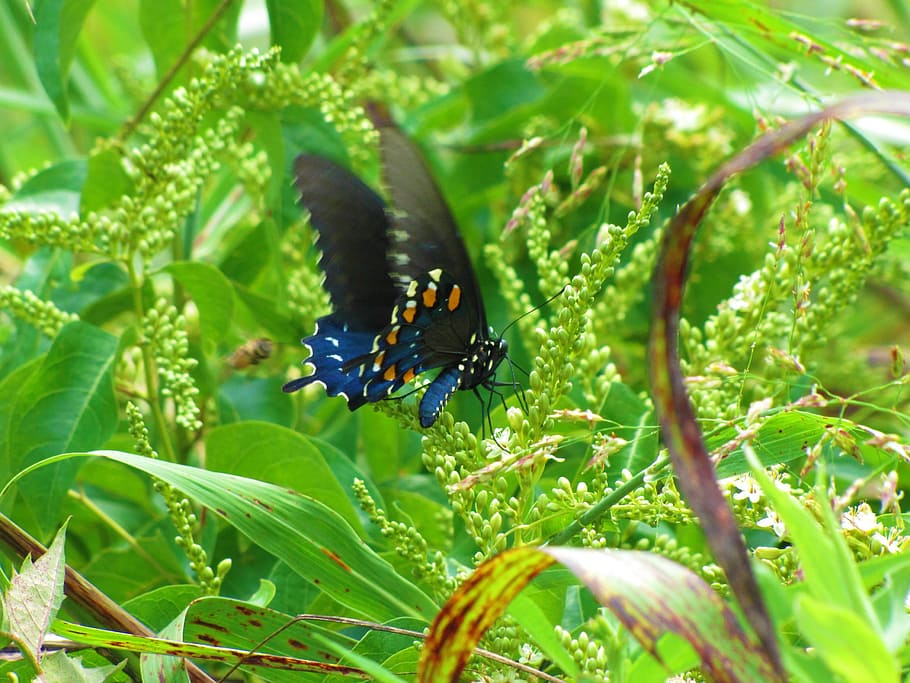 HD wallpaper: Butterfly, Blue, Black, Nature, Garden, beautiful, insect