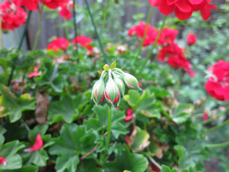 flowers, red, blooming, geranium, plant, flowering plant, growth HD wallpaper