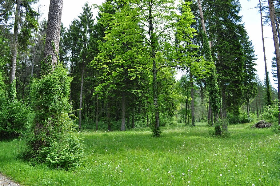forest, green, trees, nature, summer, green Color, outdoors HD wallpaper