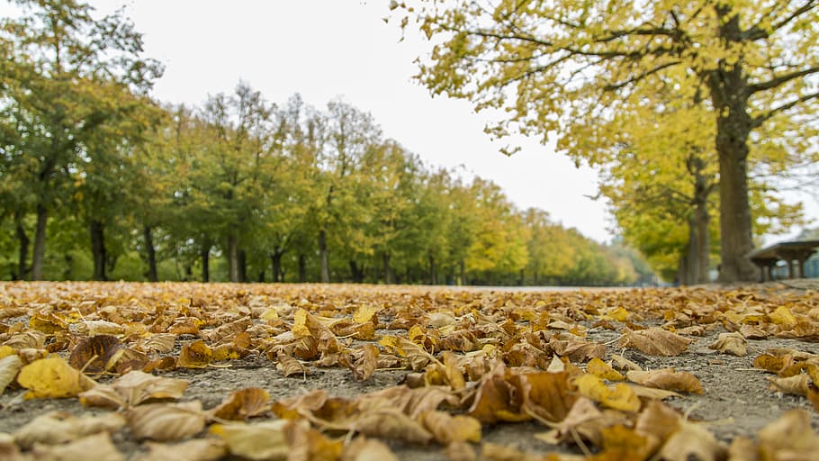 falling leaf, beautiful, landscape, autumn, tree, plant part HD wallpaper