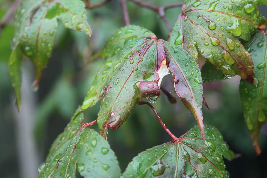 Acer, Tree, Leaves, Green, Autumn, Fall, dew, rain, macro, green color HD wallpaper