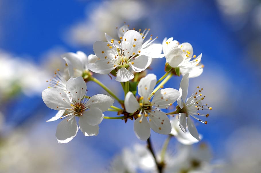 Blossom, Bloom, White, Spring, white blossom, mirabelle, nature HD wallpaper