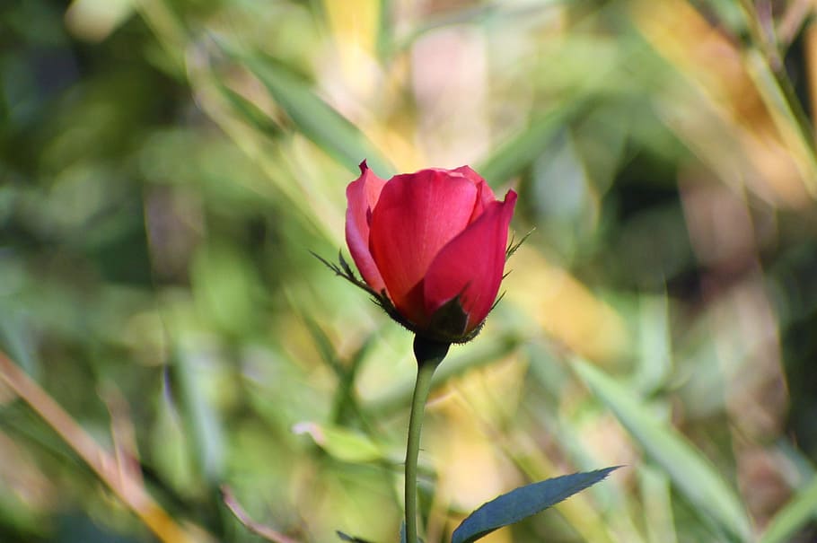 Flower, Flora, rose, red, growth, nature, beauty in nature HD wallpaper