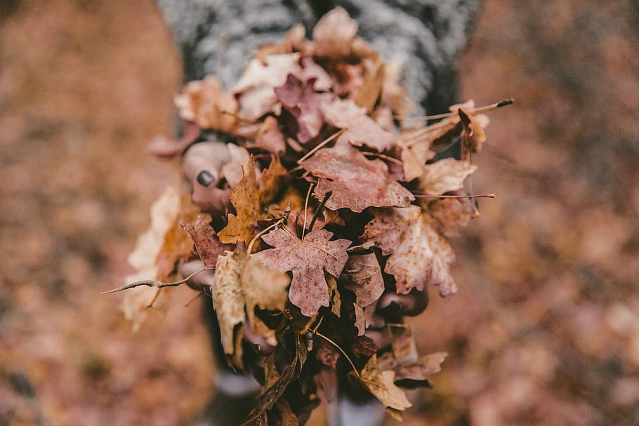 shallow focus photography of dried leaves, person holding dried leaves HD wallpaper