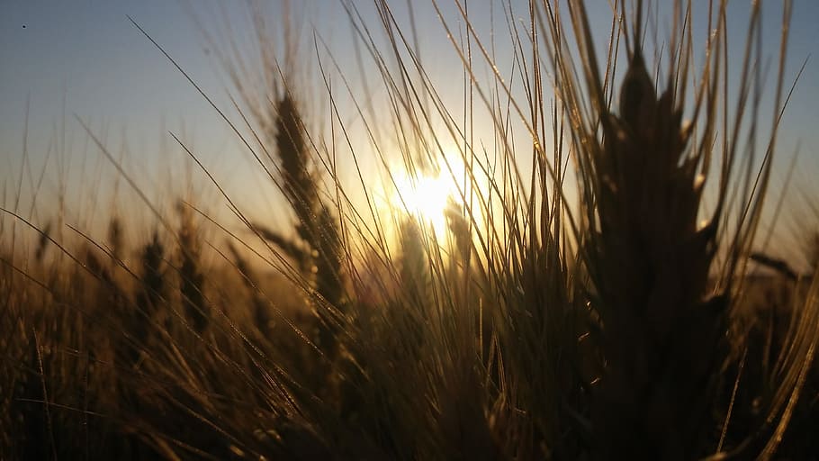 Cereals, Plantation, Landscape, environment, growth, field HD wallpaper