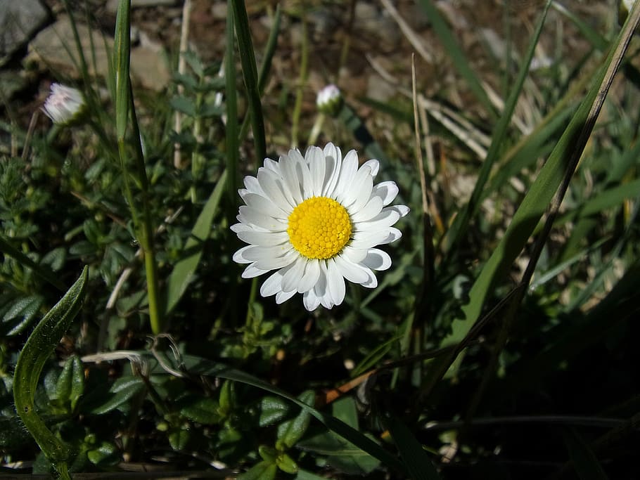 Daisy, Flower, Nature, Spring, wild flowers, white color, petal HD wallpaper