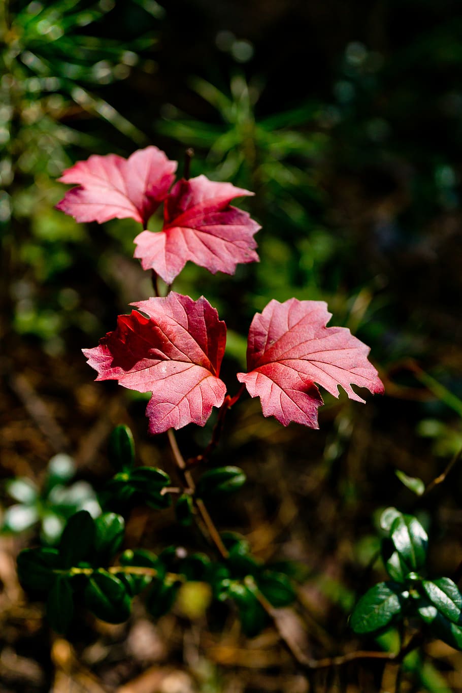 leaves-autumn-red-leaf-nature-autumn-leaves-autumn-nature.jpg