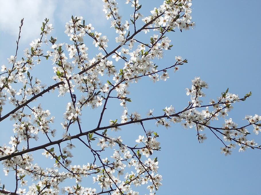 spring blossoms, perspective, sky, bloom, white, tree, plant HD wallpaper