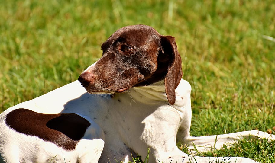 Dog, Meadow, Dear, Cute, Good, concerns, animal, dog portrait HD wallpaper