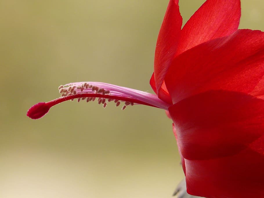 Blossom, Bloom, Cactus, Ovary, red, stamen, schlumbergera, weihnachtskaktus HD wallpaper