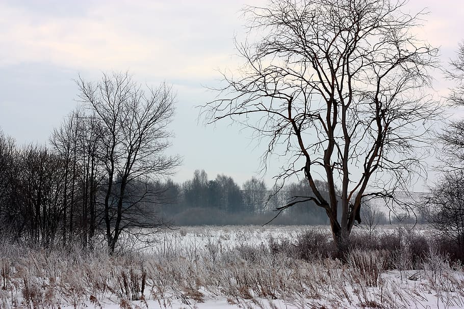 Tree, Winter, Snow, Nature, Landscape, forest, trees, bare tree HD wallpaper