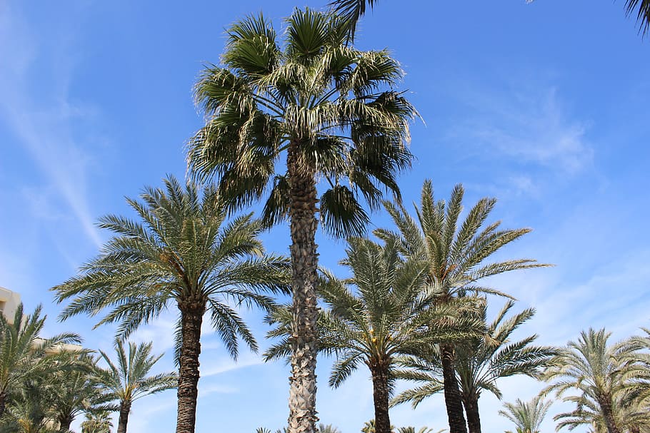 palm trees, holiday, beach, tropical climate, plant, sky, growth HD wallpaper