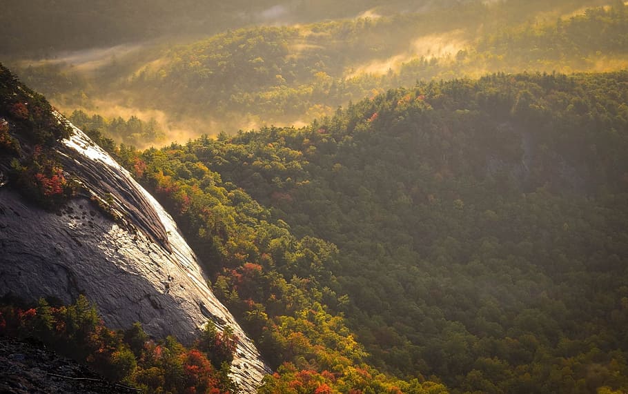 forest and mountain, valley, landscape, scenic, scenery, hillside HD wallpaper