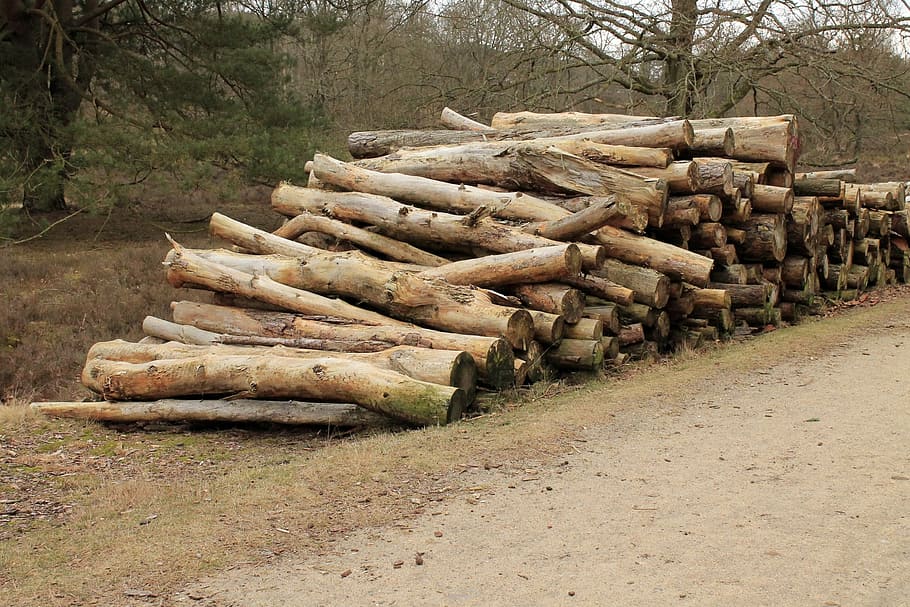 Cut, Logs, Stacked, Forestry, Work, cut the logs, forestry work, HD wallpaper
