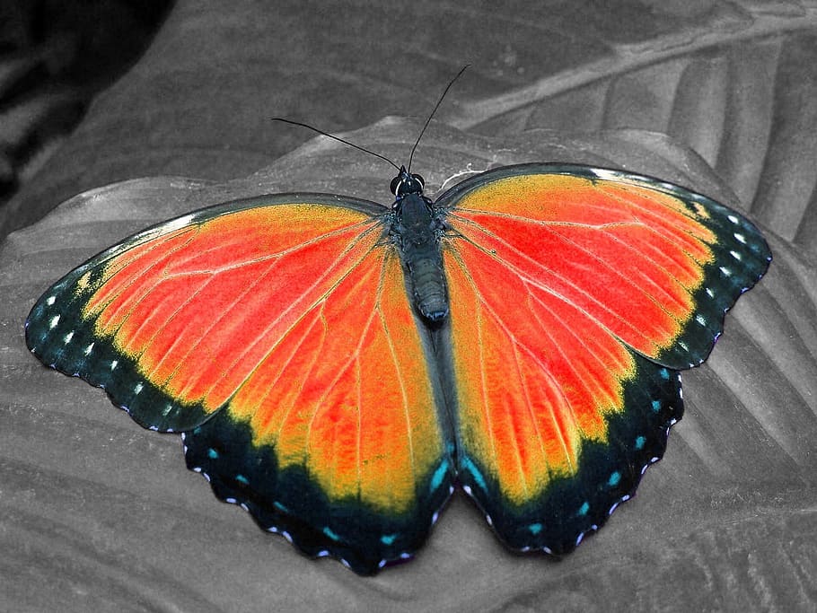 butterfly, color key, animal wing, one animal, animal themes HD wallpaper