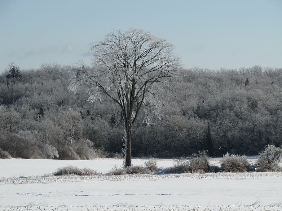 tree, elm, snow, field, sky, ice, cold temperature, winter HD wallpaper