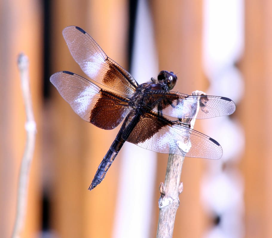 bug, dragon fly, insect, wings, animal themes, invertebrate HD wallpaper