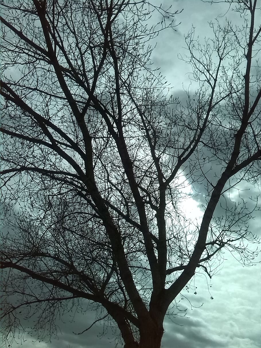 tree, landscape, sky, clouds, dry tree, nature, autumn, trunk HD wallpaper