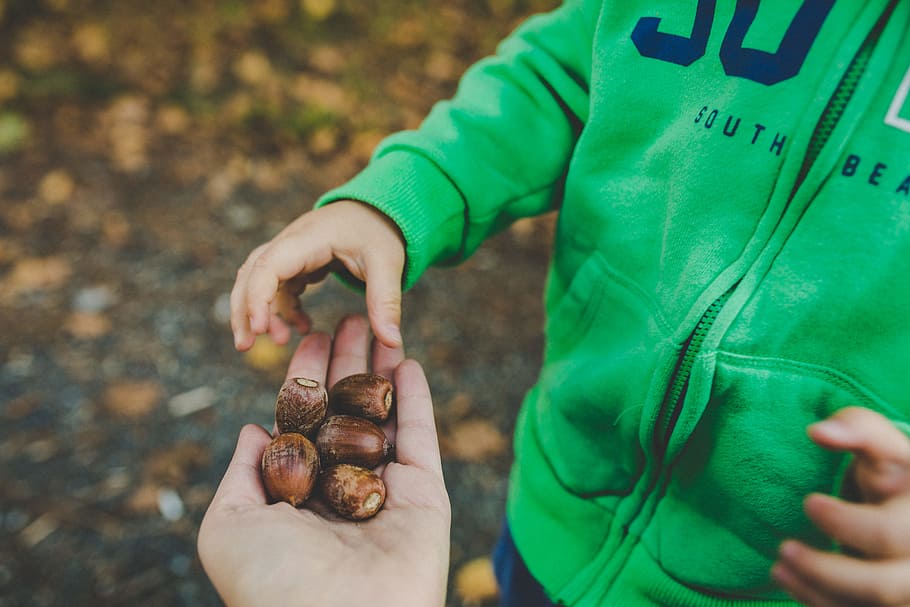 brown nuts on person's left palm, Acorns in hand, child, human Hand HD wallpaper