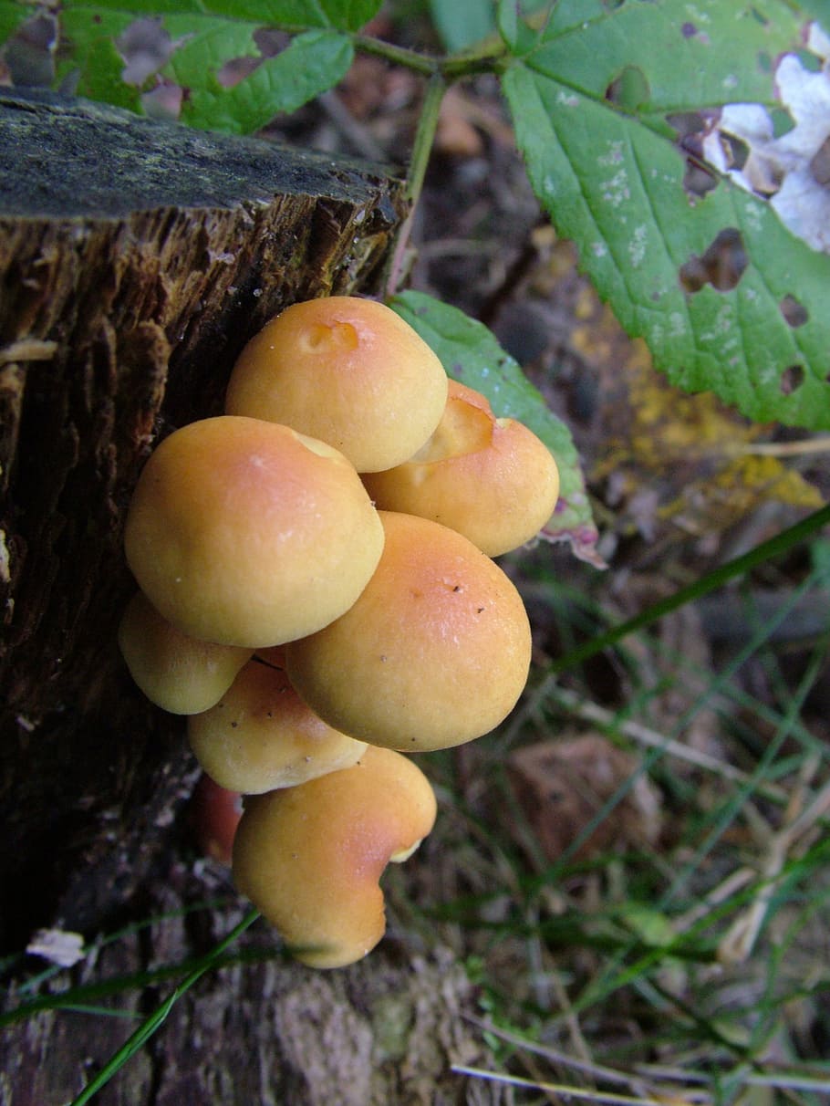 mushrooms, forest, autumn, food, plant, growth, nature, food and drink HD wallpaper