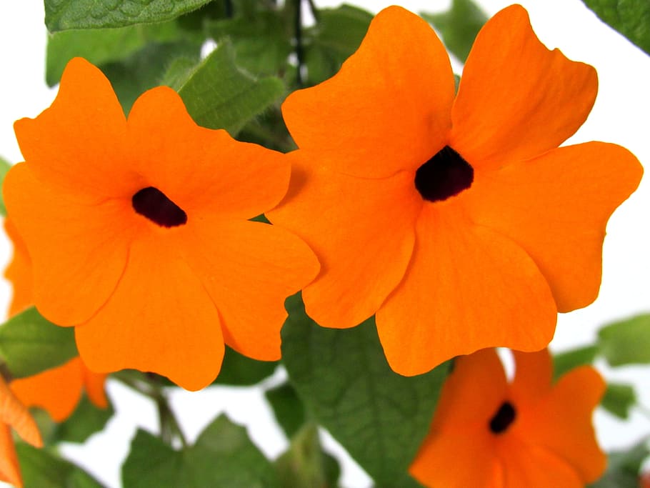 flower, orange blossom, plant, petal, flowering plant, close-up HD wallpaper