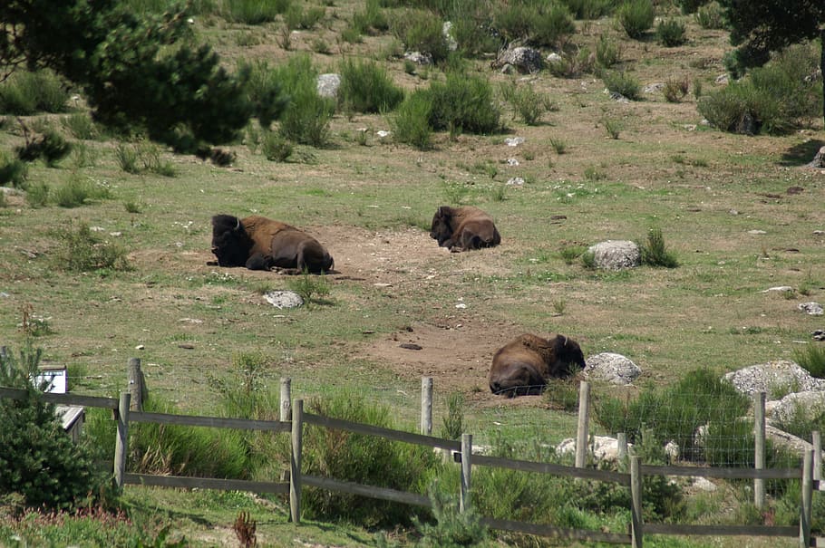 bison, wild bison reserve, animals, rest, margeride, europe HD wallpaper
