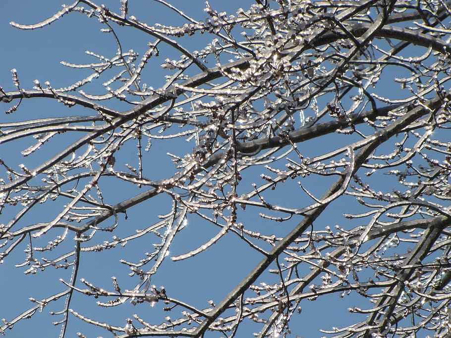 branch, tree, ice, snow, cold temperature, winter, low angle view HD wallpaper