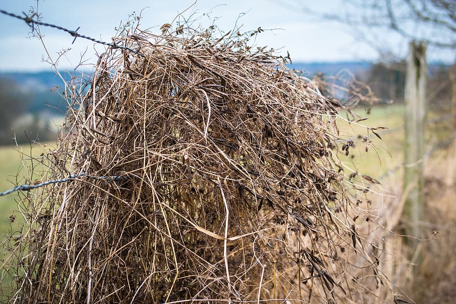 Barbed Wire, Straw, Grass, Fence, Dry, depend, karg, barren HD wallpaper