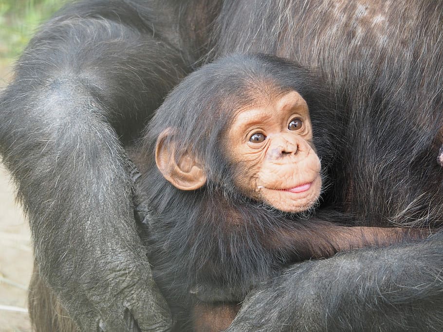 photo of brown baby monkey, chimpanzee, mother, love, animals