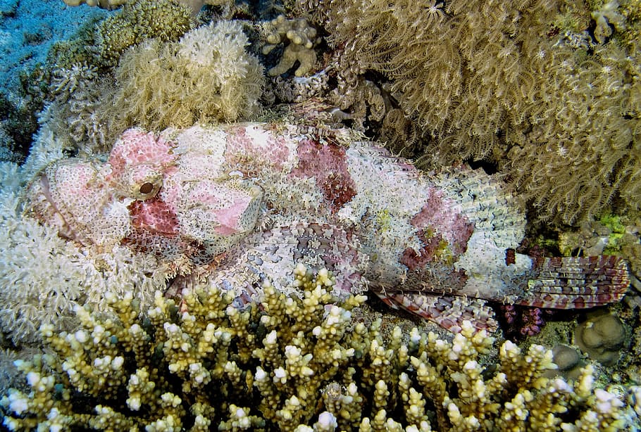 Diving, Dragon'S Head, Underwater, Egypt, one animal, undersea HD wallpaper