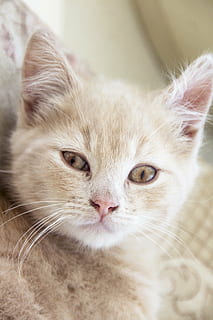 cat, kitten, cute, pet, animal, fur, red, white, portrait, domestic HD wallpaper