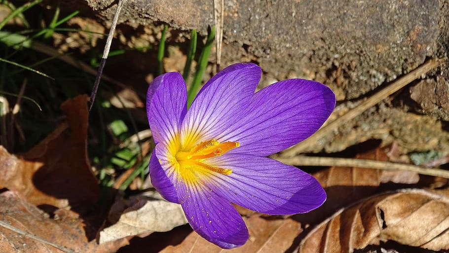 Crocus, Spring, Upstream, Spear, nature, flower, plant, purple HD wallpaper