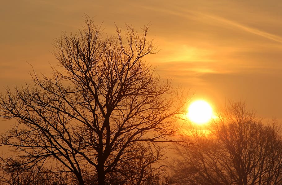 brown bare trees during sunset, sunrise, morning, morgenstimmung, HD wallpaper