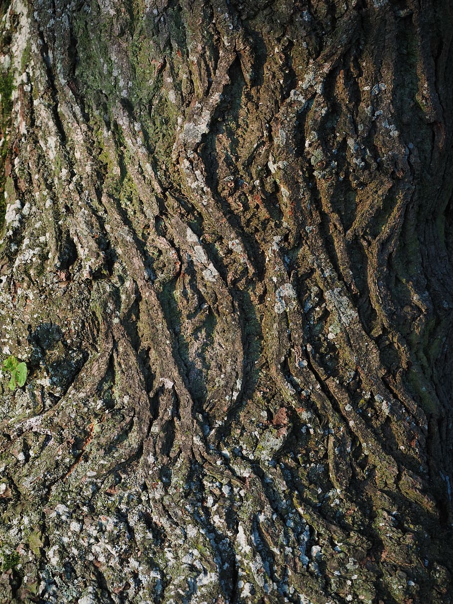 tribe, bark, log, linde, backgrounds, full frame, no people HD wallpaper