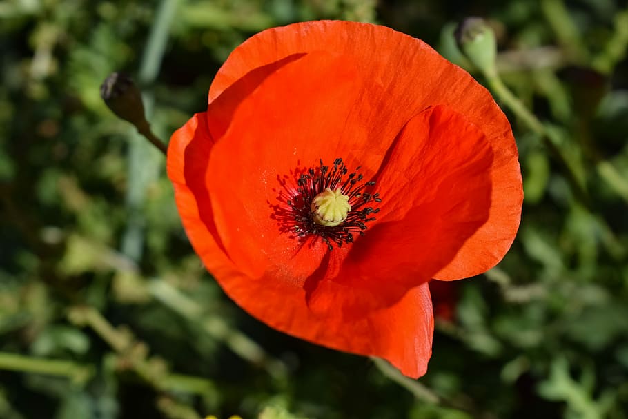 red flower plant blooming during daytime, nature, flora, spring HD wallpaper