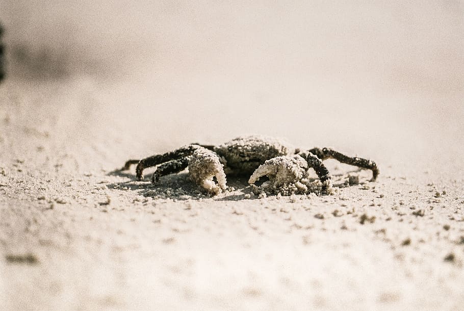 selective focus photography of crab on white sand, gray crab HD wallpaper