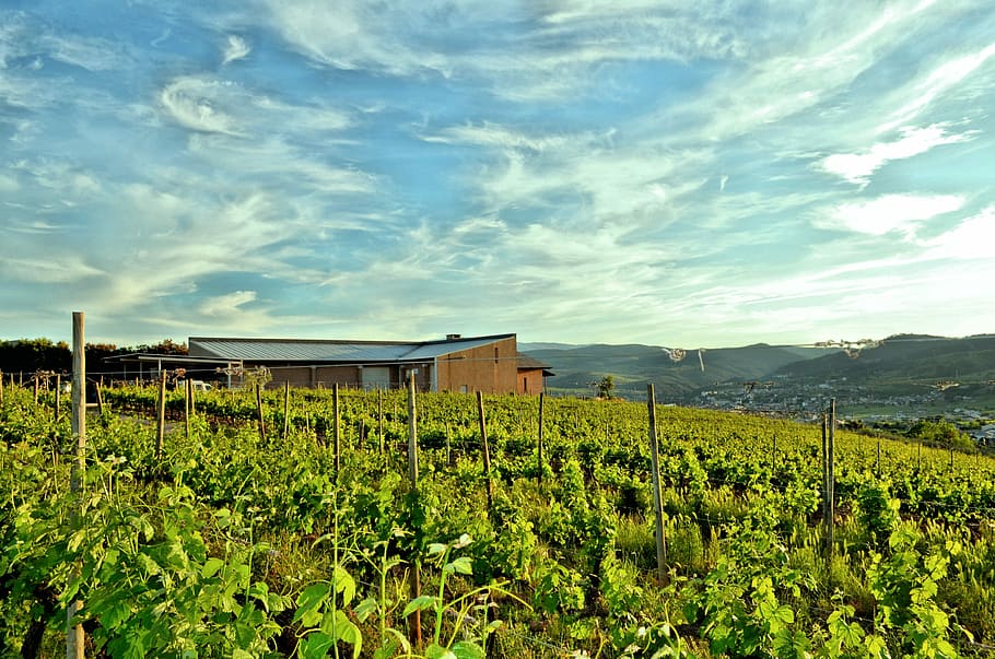 Vineyard, Strain, Winery, Grape, agriculture, field, farm, crop HD wallpaper